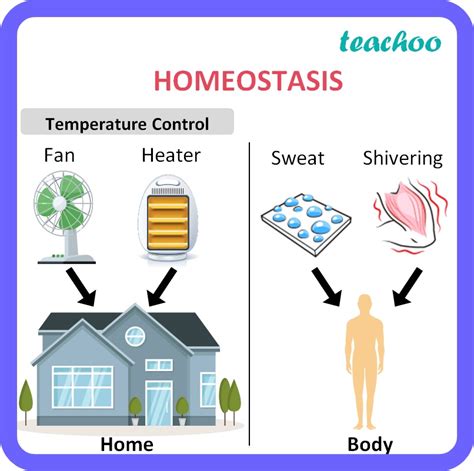 Homeostasis Biology Example