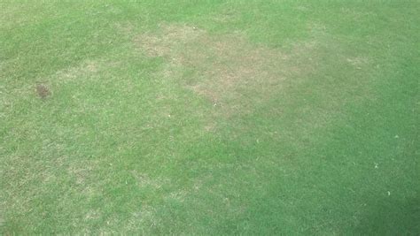 Native to africa, it was introduced in the it is either a beloved friend or hated foe. Bermudagrass Control in Zoysiagrass using Turflon Ester ...