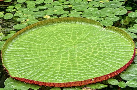 At sofitel bogota victoria regia , every effort is made to make guests feel comfortable. Vitoria Regia Stock Photo - Download Image Now - iStock