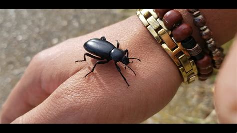 Black Beetle Friendly Or Dangerous Youtube