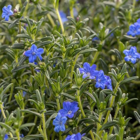 Buy Lithospermum Syn Lithodora Diffusa Heavenly Blue Glandora