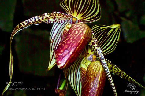 This is another kind of golden orchid. Photograph Gold of Kinabalu Orchid by R Creations on 500px