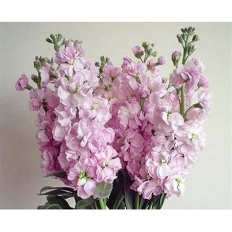 Stock Pink Flower Collection Ecuador