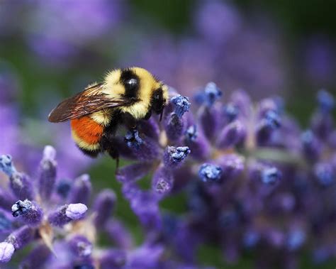 Bumblebee On Lavender Photograph By Rona Black Fine Art America