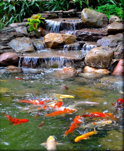 Koi Fish In A Backyard Pond Pond Landscaping Waterfalls Backyard