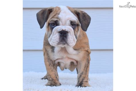 English Bulldog Puppy For Sale Near Dallas Fort Worth Texas