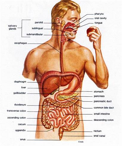 Enzymes Digestive Intestine Human Intestines Diagram Anatomy