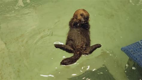 Adorable Video Baby Sea Otter Learns To Swim Groom Play At Shedd