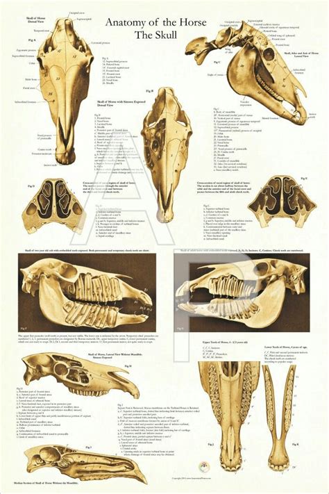 Pin By Antolisotti On Anatomía Horse Skull Skull Anatomy Horse Anatomy