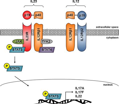 Frontiers Role Of The Il23il17 Pathway In Crohns Disease