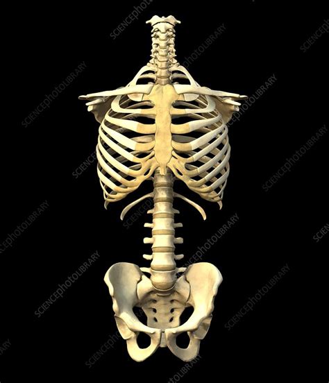 Male Torso Skeleton Stock Image P1160487 Science Photo Library