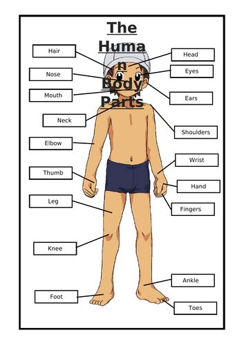 Ks1 Human Body Parts Labeling Activity Teaching Resources