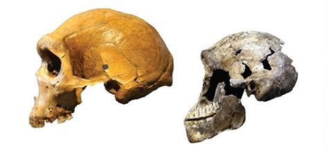 In indonesien entwickelte sich homo erectus möglicherweise zu anderen, heute ebenfalls ausgestorbenen arten weiter (siehe die menschen von flores). Homo Verändert Sich / Homo Lexikon Der Biologie ...