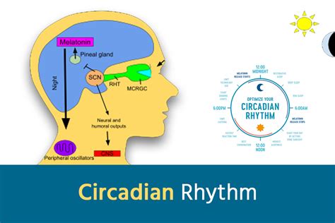 Circadian Rhythm Aastha Bariatrics