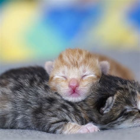 Cute Baby Kittens Sleeping 14 Mind Blowing Facts About Cats Purina