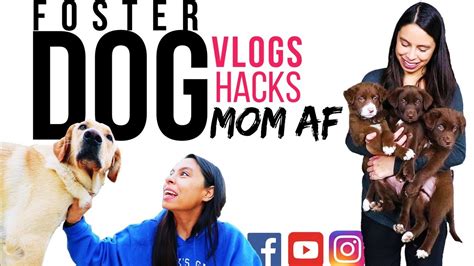 Dog Vlog Saving All The Damn Dogs Youtube