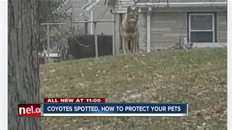 Coyote Sightings On The Rise In Central Indiana