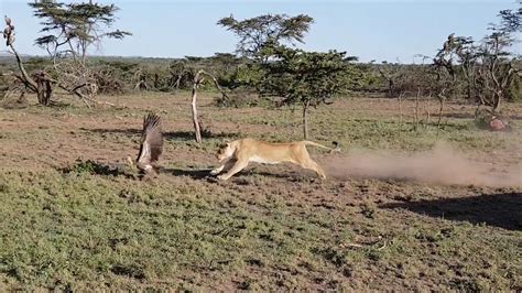 Lion grabbing a vulture - YouTube