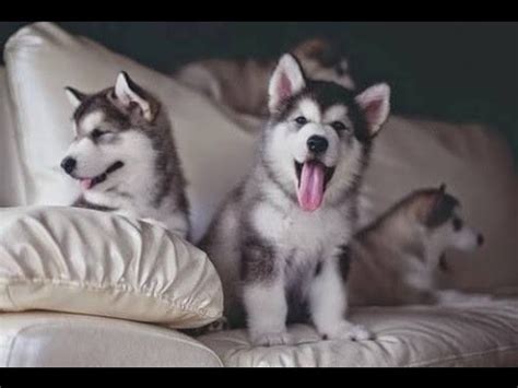 Discover and share cute husky puppies with quotes. Cute Puppies - Best Of Funny And Cutest Husky Puppy Howling And Playing Compilation - YouTube