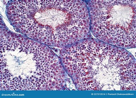 human testis under the light microscope view shows spermatogonia spermatocytes in meiosis