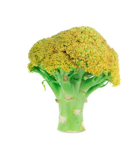 Fresh Green Broccoli Stock Photo Image Of Meal Vegetarian 44792038