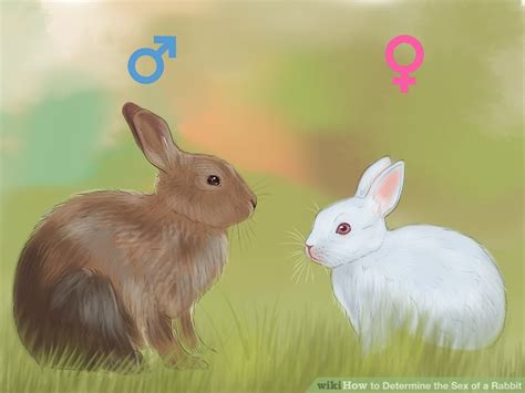 how to determine the sex of a rabbit 10 steps with pictures