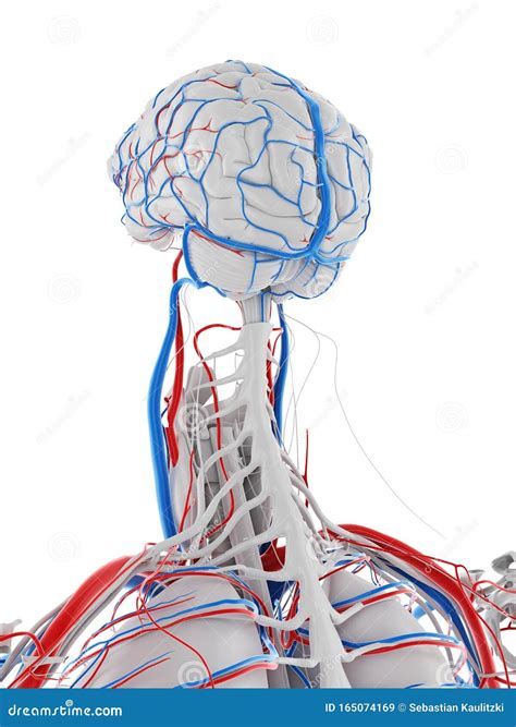 Anatomie Van Het Vaatstelsel Van Hersenen Stock Illustratie My Xxx
