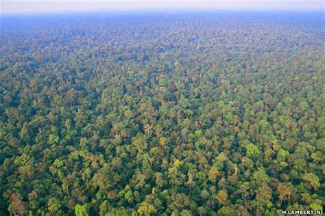 Keadaan Hutan Tropis Kalimantan Indonesia Sharing My World