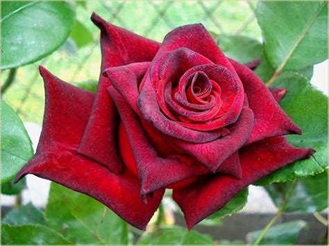 Black Baccara Flourish Roses