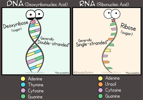 A Little Dna And Rna Comparison Graphic Poster Available On Redbubble