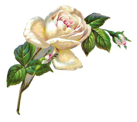 Antique Images White Rose Shabby Chic Flower Image Clip Art Botanical