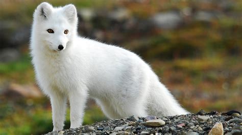 Vulpes The Evolution Of Foxes Vulpes Lagopus The Arctic Fox