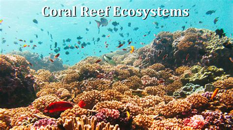 Video Coral Reef Ecosystems Human Impacts Pristine Reefs