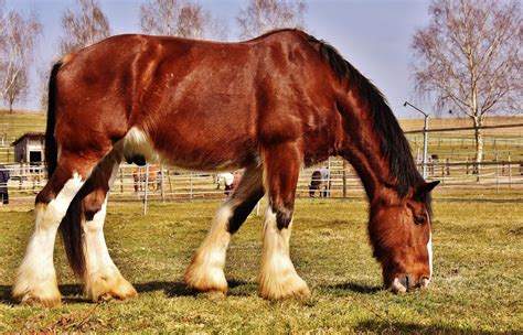 Das Shire Horse Seine Stärken Charakter Und Kennzahlen Viele Fotos