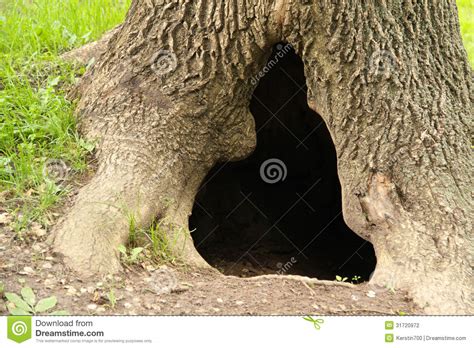 A Hollow In A Tree Stock Photo Image Of Grass Hole