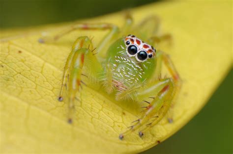 Green Jumping Spider Mopsus Mormon At 12 Mm Female Th Flickr