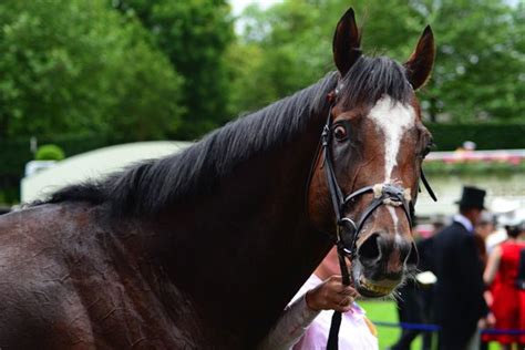 News Next Stop Deauville For Royal Ascot Hero