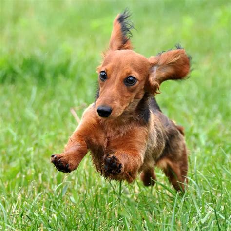 Are Dachshunds Still Used For Hunting Dachshund Station