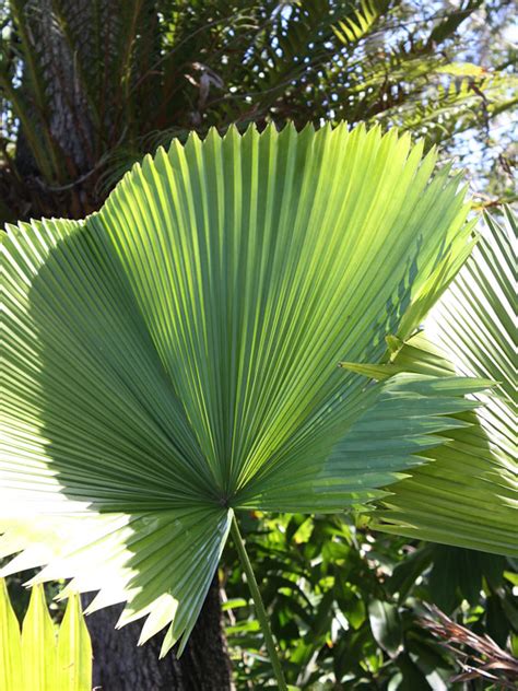 Ruffled Fan Palm Tree Licuala Grandis Urban Tropicals