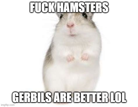 Gerbils Are Better Than Hamsters Lol Imgflip