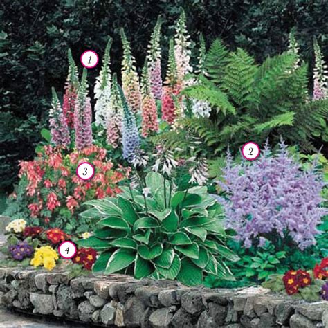 Hardy Flowering Plants For Shade Fanny Healthy Life