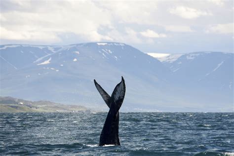Whale And Bird Watching In Iceland Private Guide