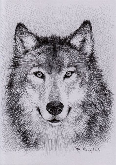 Wolf Study 2011 Ball Pen On A4 Office Paper 83x117 In Watch How