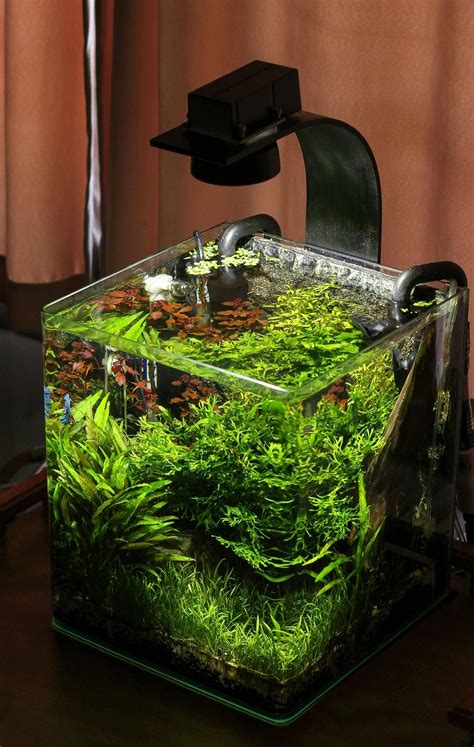 Great Nano Tank For A Betta Theres A Tiger Nerite Snail Too Though