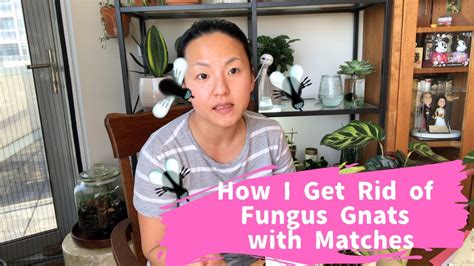 They can be a problem for houseplants gnats may be deterred from laying their eggs if the soil is dry on the surface. How I get rid of Fungus Gnats - YouTube