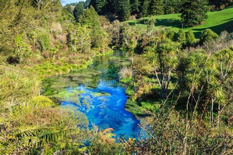 The Blue Spring Te Waihou New Zealand Emerging In A Stand Of Native