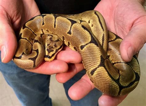 Leopard Enchi Spider Ball Python Python Regius Cb 2020 Fe