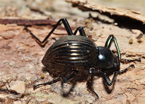 Darkling Beetle Fact Sheet Cswd