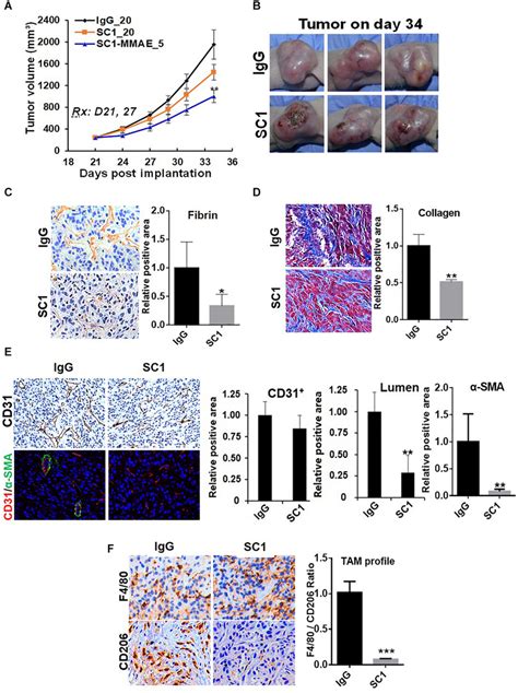 TF Targeted Antibody Induces Tumor Microenvironment Remodeling A