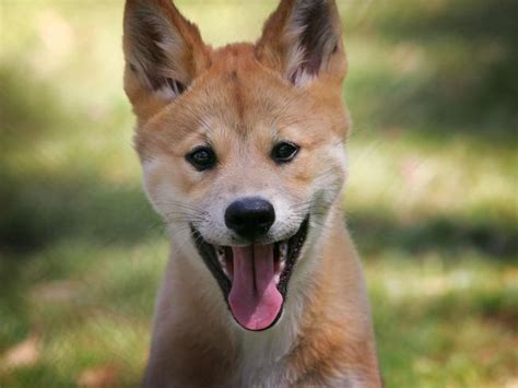 Bargo Dingo Sanctuary Cutie Pups Doing The Wild Thing Daily Telegraph